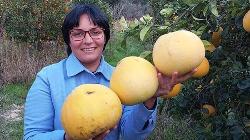 Kilosu 7 liradan satılıyor! Görenler inanamıyor, ağaçta yetişiyor