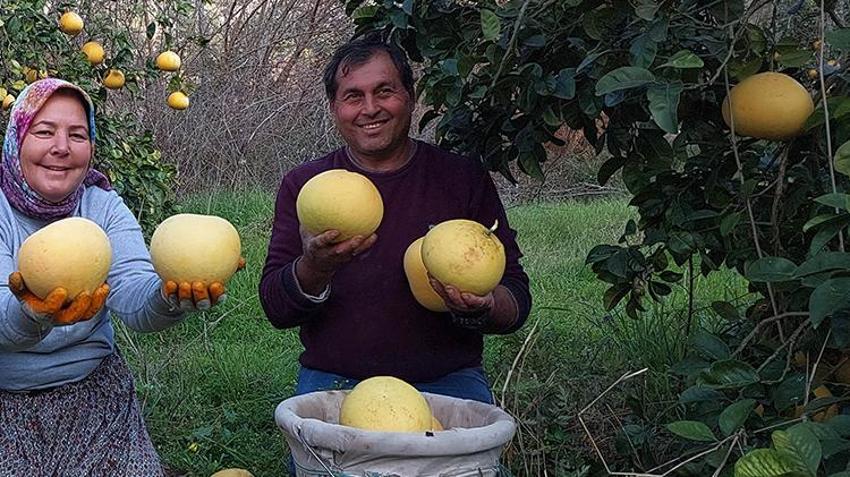 Kilosu 7 liradan satılıyor! Görenler inanamıyor, ağaçta yetişiyor