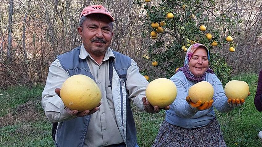 Kilosu 7 liradan satılıyor! Görenler inanamıyor, ağaçta yetişiyor