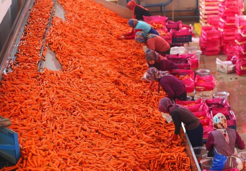 Ocak ayında elle sökümü yapıldı! Dünya pazarına hazırlanıyor