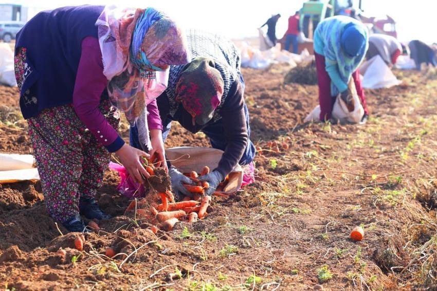 Ocak ayında elle sökümü yapıldı! Dünya pazarına hazırlanıyor