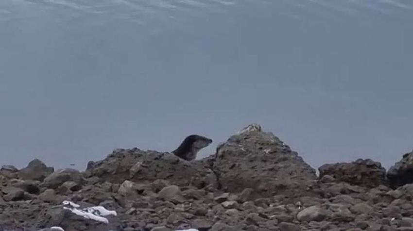 Tunceli'de nesli tükenme tehlikesi altında bulunan su samuru görüntülendi