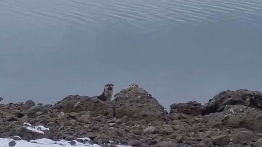 Tunceli'de nesli tükenme tehlikesi altında bulunan su samuru görüntülendi