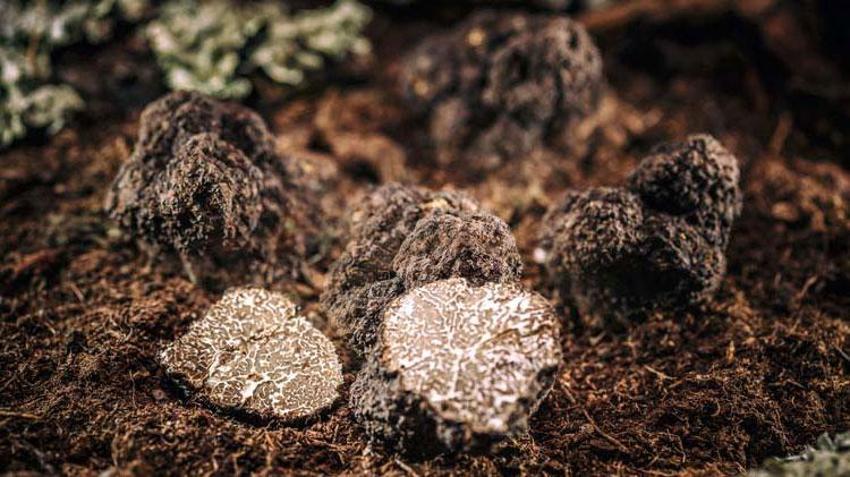 Fransa, İtalya ve Meksika'da süper besin savaşları! 'Siyah elmas'ın kilosu 3 bin dolar