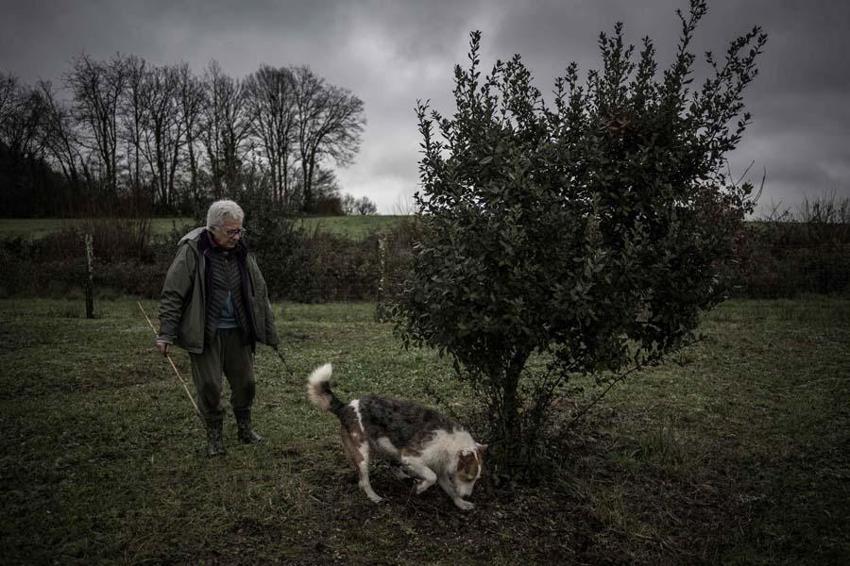 Fransa, İtalya ve Meksika'da süper besin savaşları! 'Siyah elmas'ın kilosu 3 bin dolar