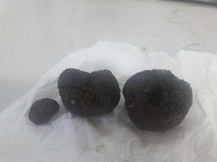 Fransa, İtalya ve Meksika'da süper besin savaşları! 'Siyah elmas'ın kilosu 3 bin dolar