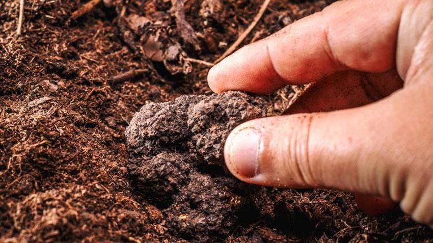 Fransa, İtalya ve Meksika'da süper besin savaşları! 'Siyah elmas'ın kilosu 3 bin dolar