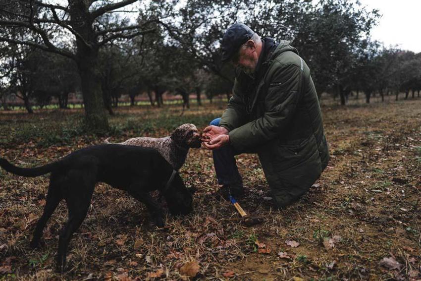 Fransa, İtalya ve Meksika'da süper besin savaşları! 'Siyah elmas'ın kilosu 3 bin dolar