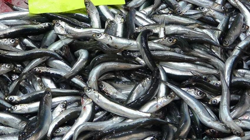Tezgahlarda hamsi patlaması, yüzde 70 arttı! Fiyatlar düştükçe düşüyor, kilosu 50 lira