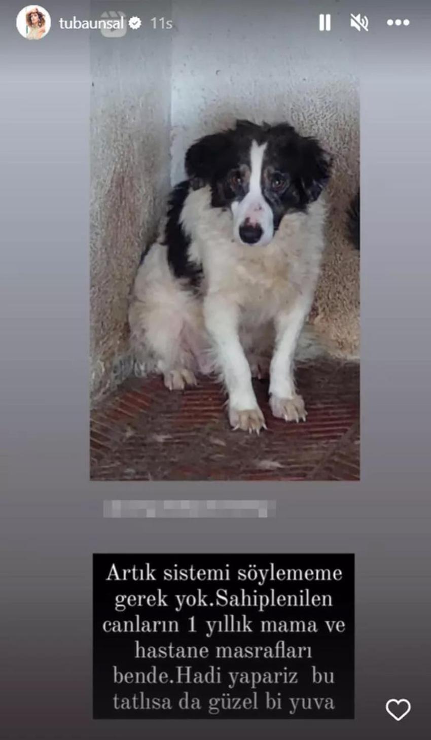 Tuba Ünsal sokak hayvanları için paylaşımda bulundu!