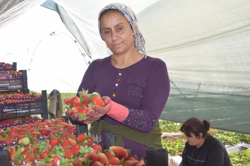 45 gün beklenip 6 ay hasat yapılıyor! ‘Piyasası günlük değişiyor’