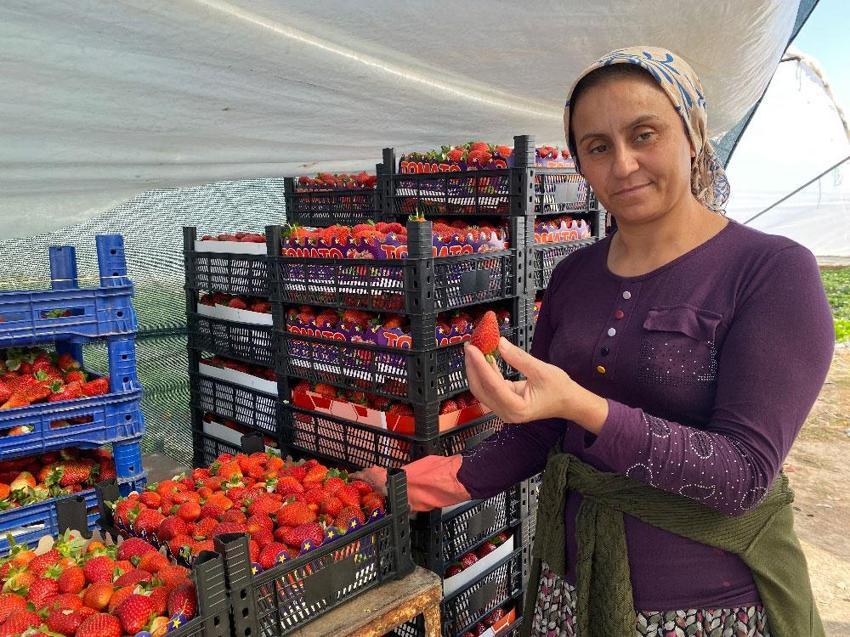 45 gün beklenip 6 ay hasat yapılıyor! ‘Piyasası günlük değişiyor’