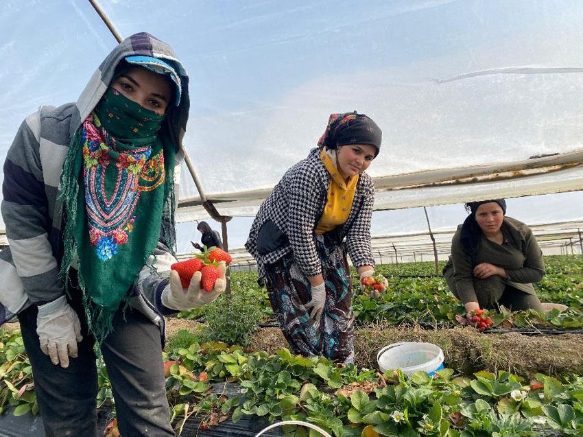 45 gün beklenip 6 ay hasat yapılıyor! ‘Piyasası günlük değişiyor’