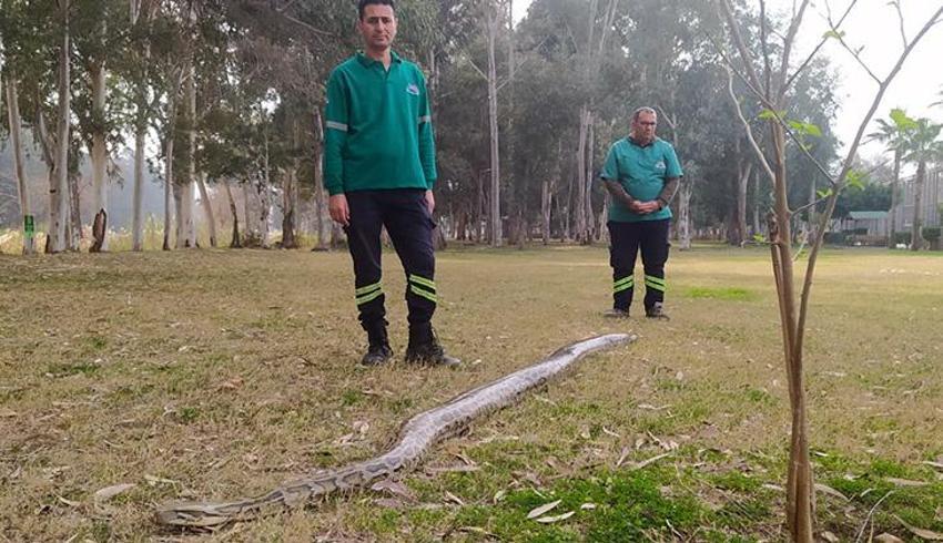 Ziyaretçiler ilgiyle takip ediyor! Piton ve boa yılanlarının korkusuz bakıcıları