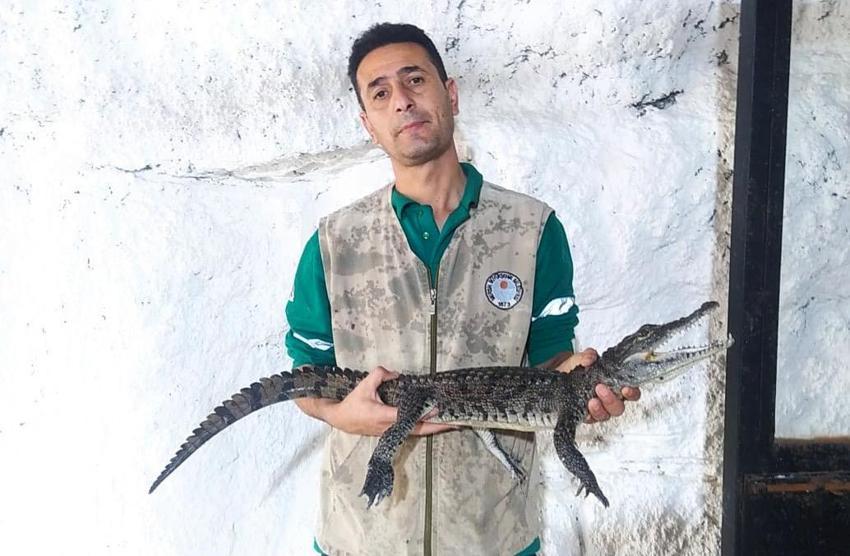 Ziyaretçiler ilgiyle takip ediyor! Piton ve boa yılanlarının korkusuz bakıcıları
