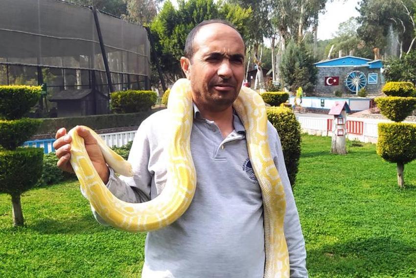 Ziyaretçiler ilgiyle takip ediyor! Piton ve boa yılanlarının korkusuz bakıcıları