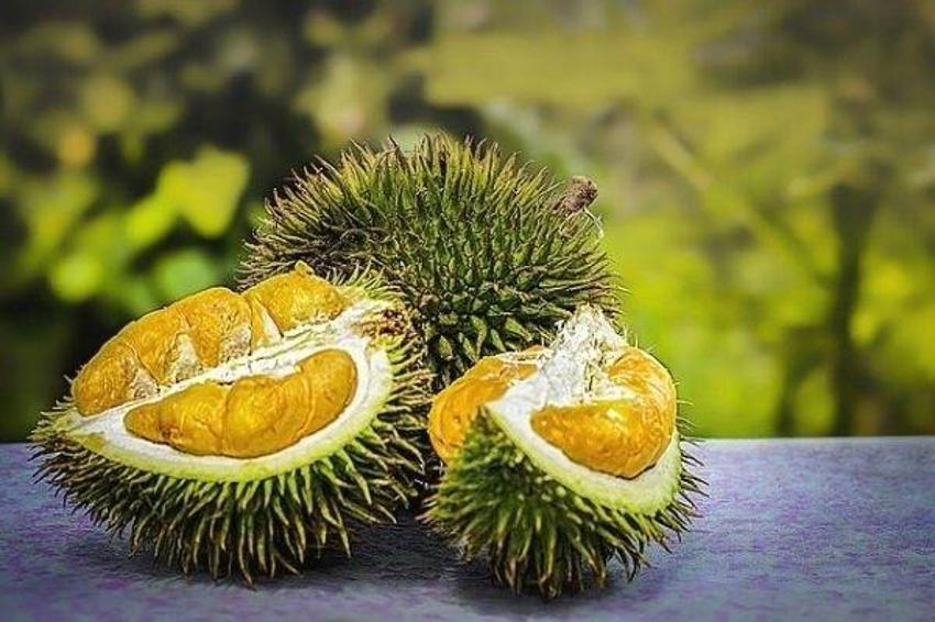 Durian meyvesi nedir, fiyatı ne? Durian kokusu nasıl, durian meyvesi nerede yetişir? THY uçağı kokudan acil iniş yaptı!