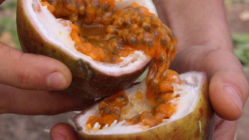 Turizm sektörünü bıraktı, çiftçiliğe başladı! Hedefi Avrupa'ya açılmak