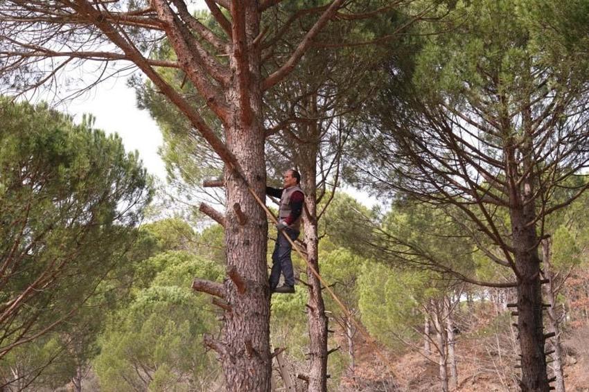 Kilosu çeyrek altınla yarışan çam fıstığında hasat zamanı