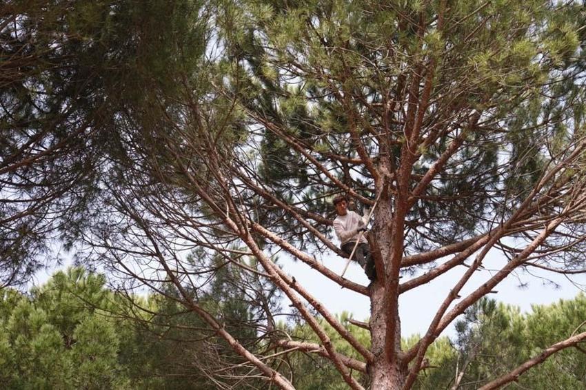 Kilosu çeyrek altınla yarışan çam fıstığında hasat zamanı