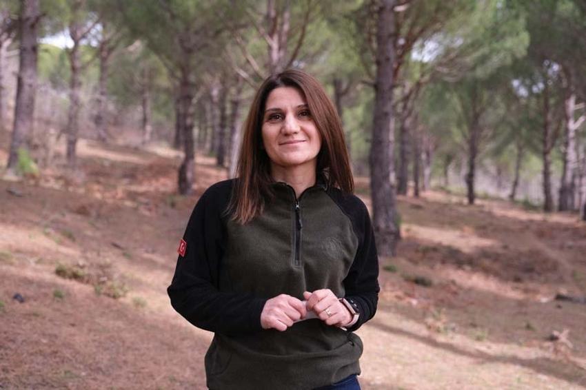 Kilosu çeyrek altınla yarışan çam fıstığında hasat zamanı