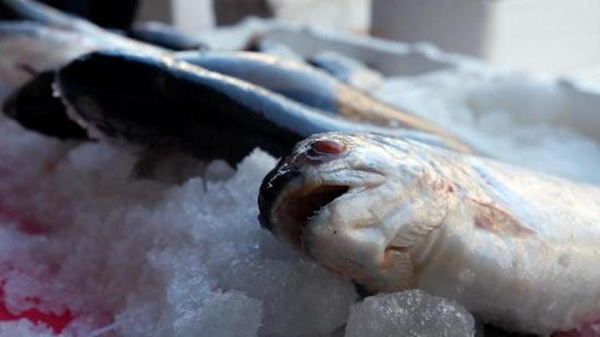 Türk somonuyla ilgili dikkat çeken araştırma! Risk yok
