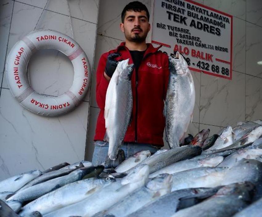 Türk somonuyla ilgili dikkat çeken araştırma! Risk yok