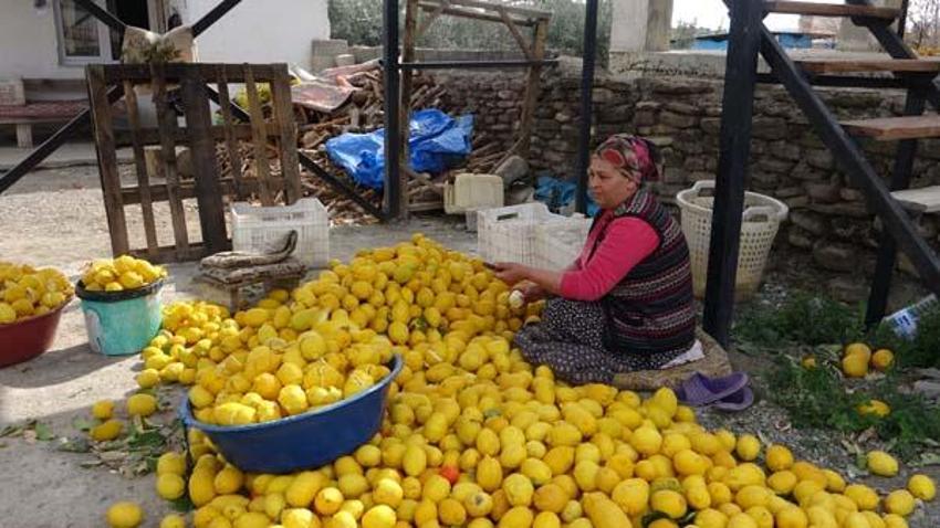 Kurutup 18 liraya satıyorlar! Geçim kaynağı oldu: Her alanda kullanılıyor