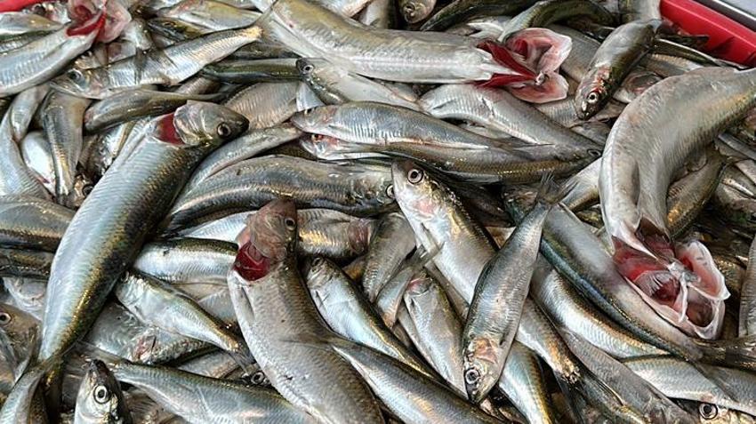 Kilosu 40 lira! Hamsiden sonra tezgahların yeni gözdesi oldu