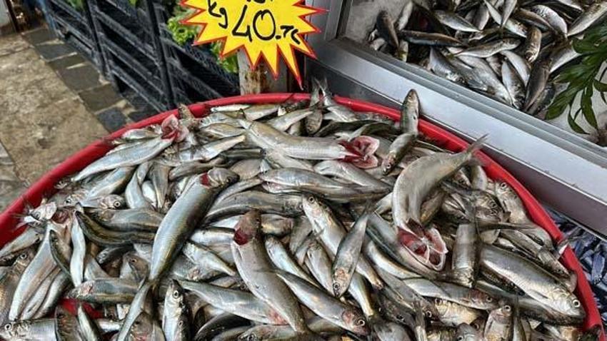 Kilosu 40 lira! Hamsiden sonra tezgahların yeni gözdesi oldu