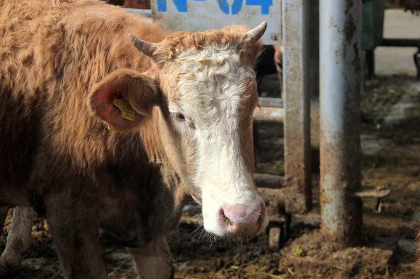 Avrupa’nın en büyük canlı hayvan pazarı şap hastalığı nedeniyle kapatıldı