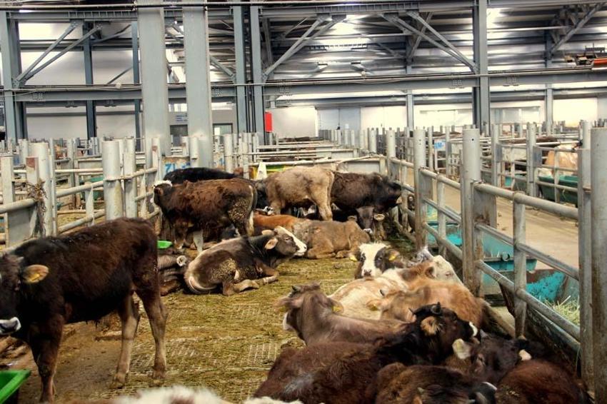 Avrupa’nın en büyük canlı hayvan pazarı şap hastalığı nedeniyle kapatıldı