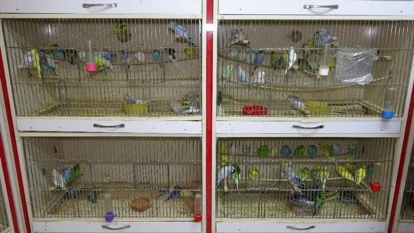 ‘Deprem kuşu’na büyük talep var! Saniyeler öncesinden haber veriyorlar