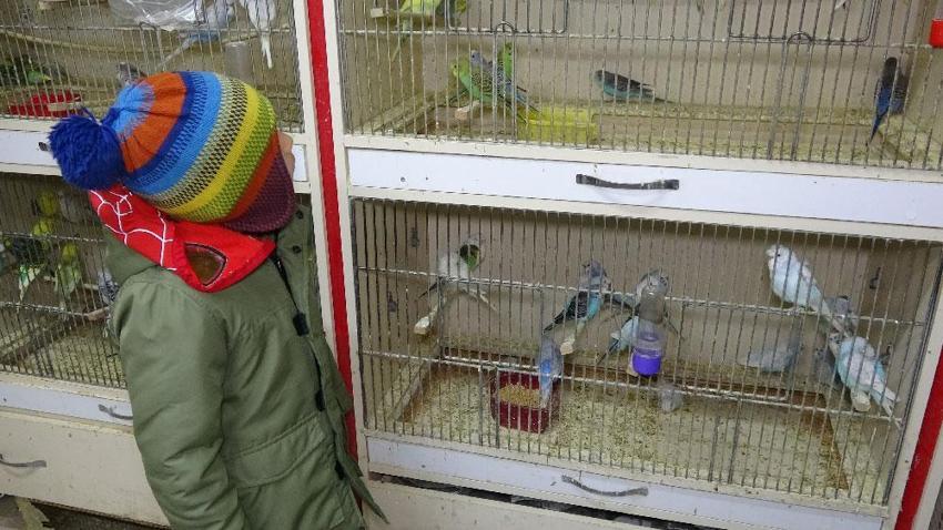 ‘Deprem kuşu’na büyük talep var! Saniyeler öncesinden haber veriyorlar