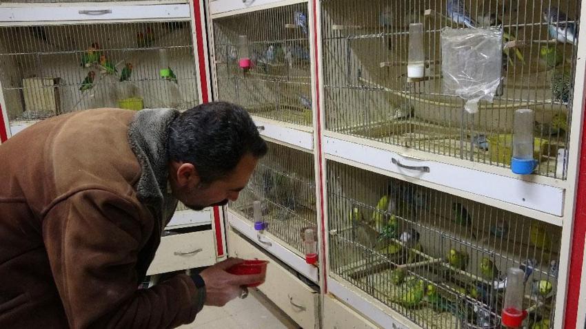 ‘Deprem kuşu’na büyük talep var! Saniyeler öncesinden haber veriyorlar