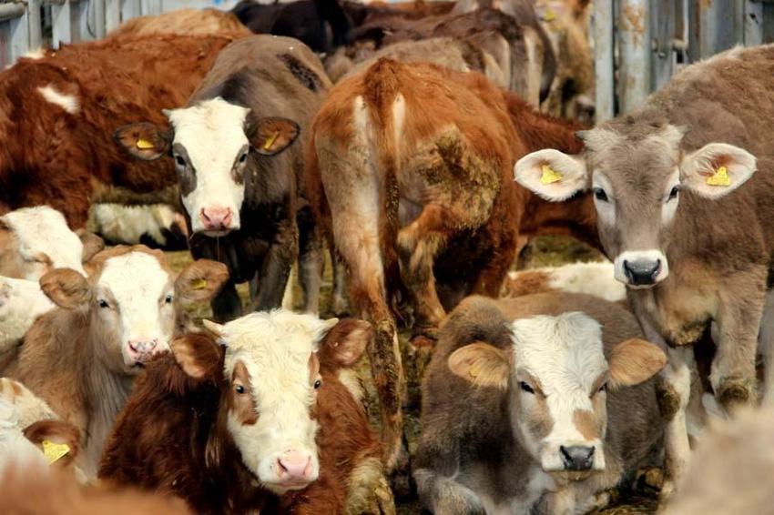 'Serotipi' şap hastalığı uyarısı: İnsanlara da bulaşıyor