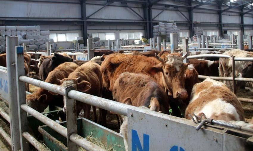 'Serotipi' şap hastalığı uyarısı: İnsanlara da bulaşıyor