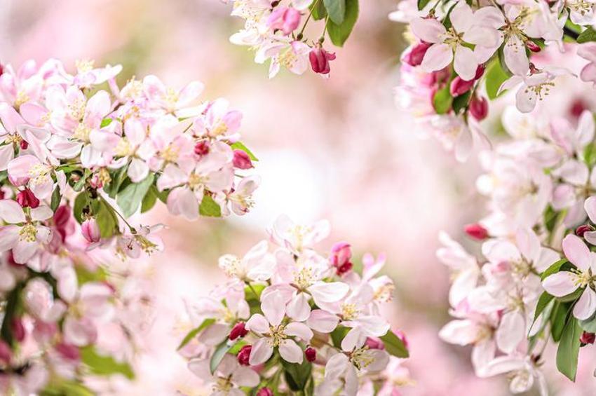 21 Mart ekinoksu nedir, ilkbahar ekinoksu 21 Mart özellikleri nelerdir? İlkbahar ekinoksunda ne yapılır? İlkbahar ekinoksu ritüelleri…