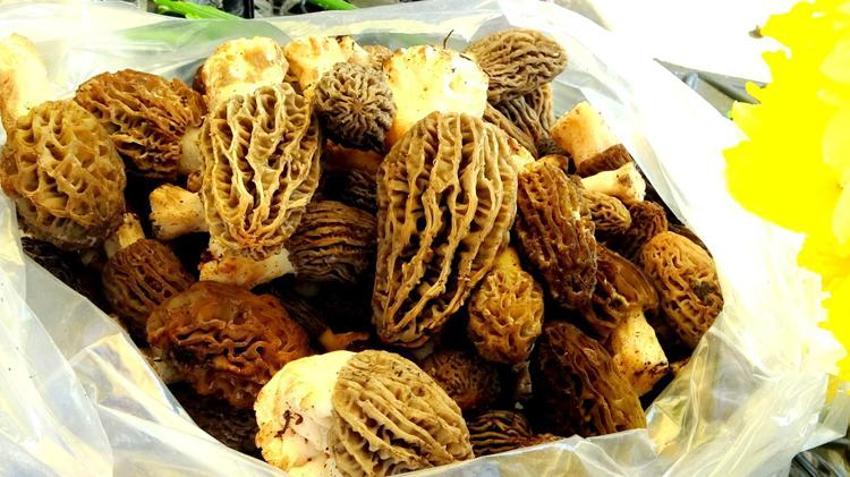 Kan şekerini düzenliyor, diyabet ve kansere karşı savaşçı! Kilo fiyatı altınla yarışıyor