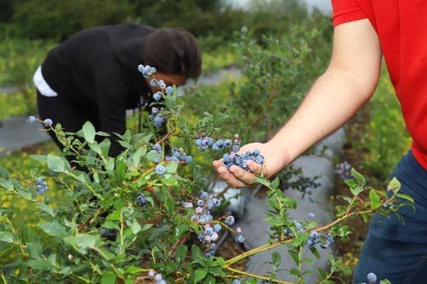 Karadeniz'de fındığa rakip! Yeni gelir kapısı oldu: 'Fiyatları çok iyi'