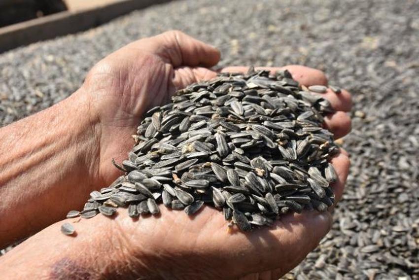 Ayçiçek yağı fiyatlarıyla ilgili flaş açıklama geldi! Tedirgin ediyor