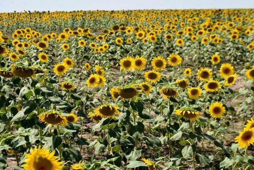 Ayçiçek yağı fiyatlarıyla ilgili flaş açıklama geldi! Tedirgin ediyor