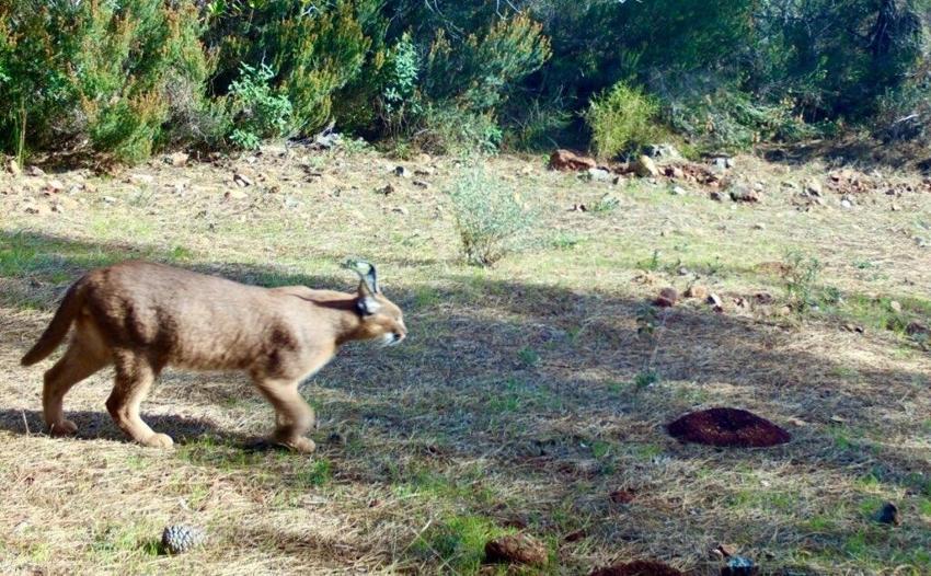 'Ormanın hayat kedisi' yangın sonrası ilk kez görüntülendi! Yer: Marmaris 