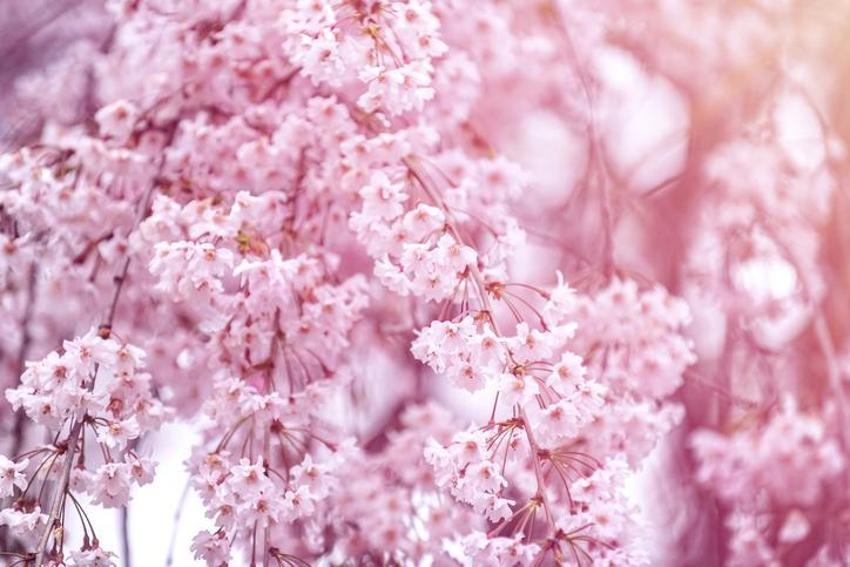 21 Mart Nevruz Bayramı mesajları Nevruz Bayramı güzel sözler! Resimli, kısa, uzun anlamlı Bahar Bayramı mesajları ve Nevruz Bayramı sözleri, görselleri seçenekleri...