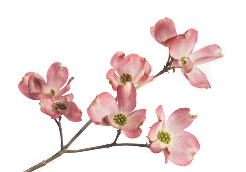 21 Mart ekinoksu nedir, ilkbahar ekinoksu 21 Mart özellikleri nelerdir? İlkbahar ekinoksunda ne yapılır? İlkbahar ekinoksu ritüelleri…