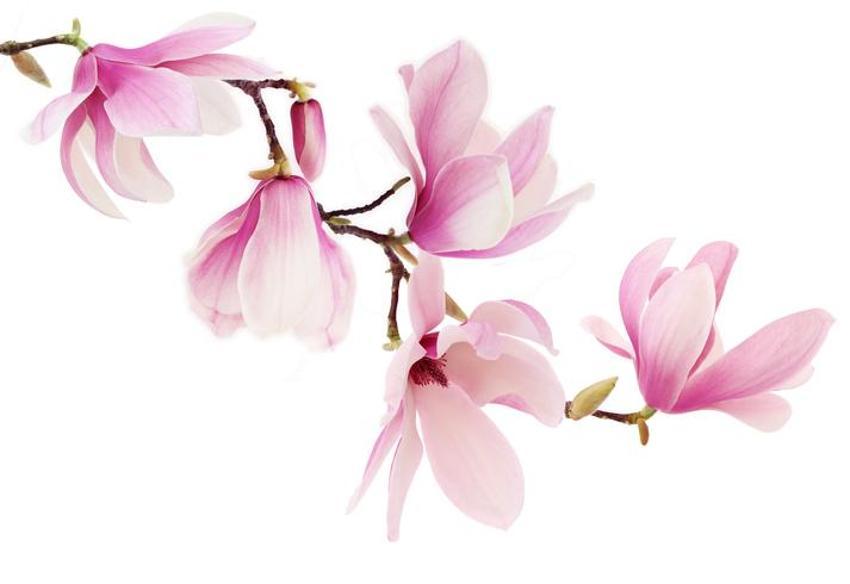21 Mart ekinoksu nedir, ilkbahar ekinoksu 21 Mart özellikleri nelerdir? İlkbahar ekinoksunda ne yapılır? İlkbahar ekinoksu ritüelleri…