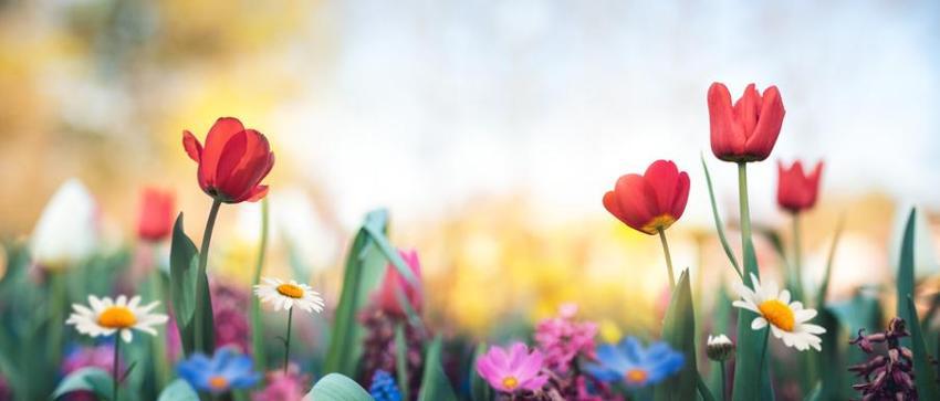 21 Mart ekinoksu nedir, ilkbahar ekinoksu 21 Mart özellikleri nelerdir? İlkbahar ekinoksunda ne yapılır? İlkbahar ekinoksu ritüelleri…