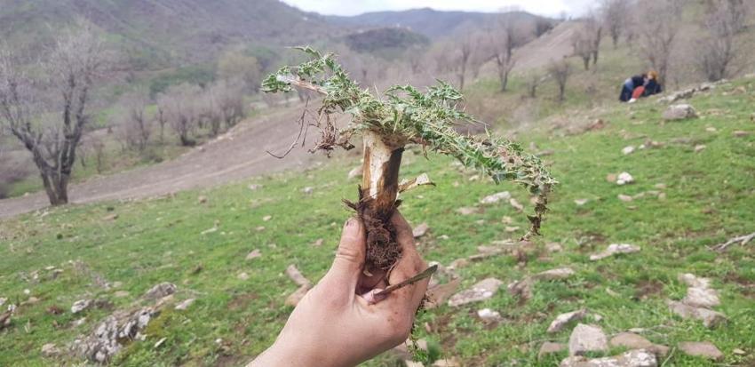 Zevk için yapıyordu, işi ticarete döktü! Yol kenarından topluyor, fiyatı 10 TL