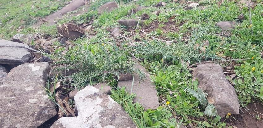 Zevk için yapıyordu, işi ticarete döktü! Yol kenarından topluyor, fiyatı 10 TL