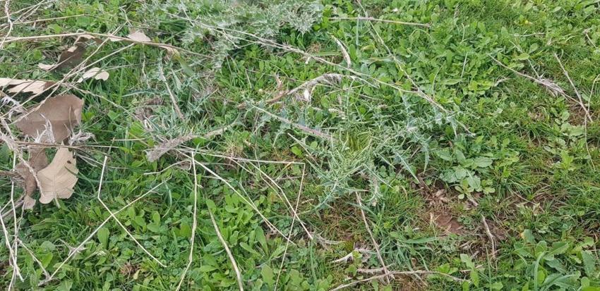 Zevk için yapıyordu, işi ticarete döktü! Yol kenarından topluyor, fiyatı 10 TL